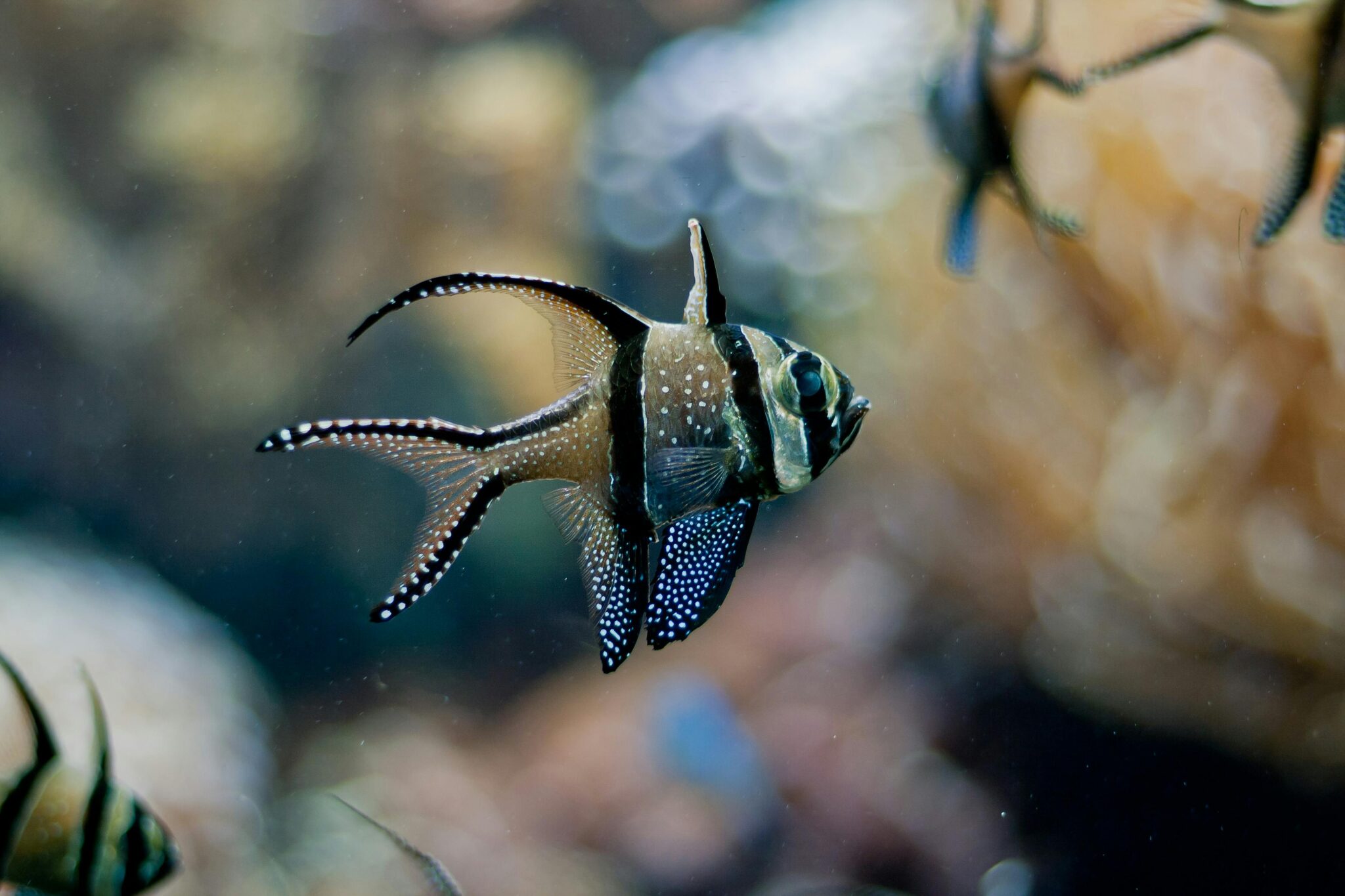 Close Up Shot of a Cardinalfish