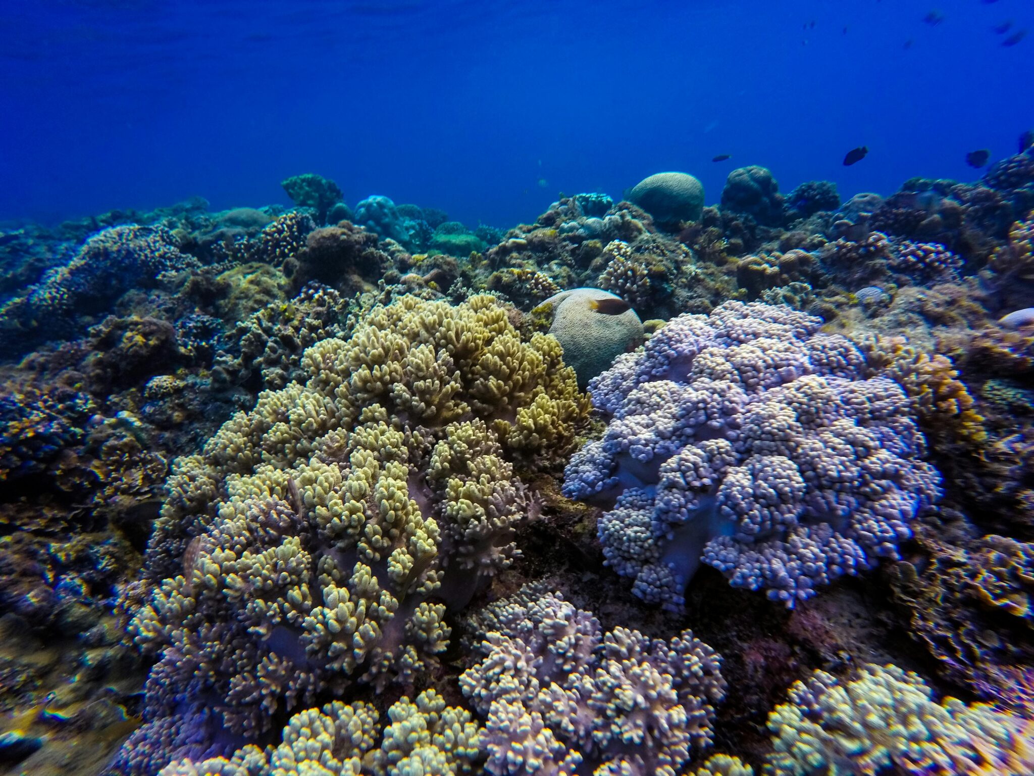 Discover the vivid beauty of a thriving coral reef underwater with diverse marine life and stunning colors.