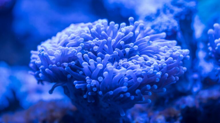 Stunning close-up of underwater coral showcasing vibrant colors and intricate details.